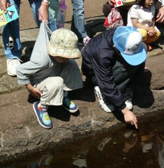 おたまじゃくし、さわるの～！