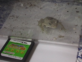 王子 コオロギをみつける