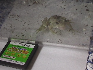 王子 コオロギを喰らう