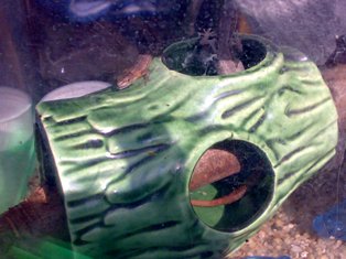 この切り株の中でトカさんは眠る