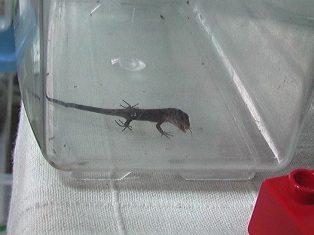 チロがコオロギを頬張ったところ