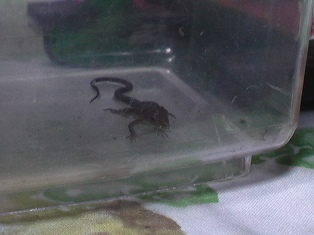 コオロギそしゃく中ん