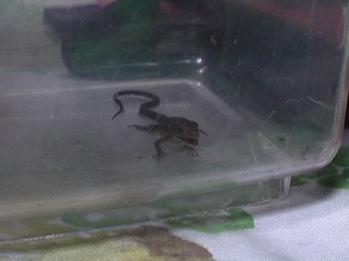 コオロギそしゃく中あ