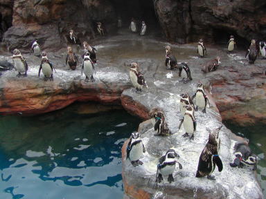 大洗水族館２