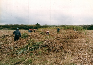 サトウキビ刈り