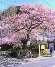 河津桜の原木.jpg