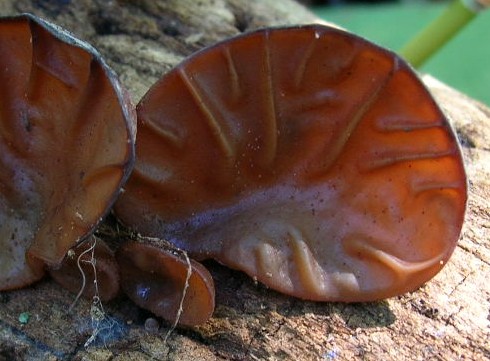 なんでしょね？