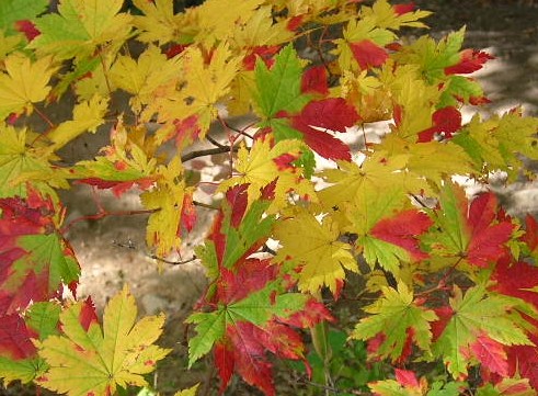 円山の紅葉