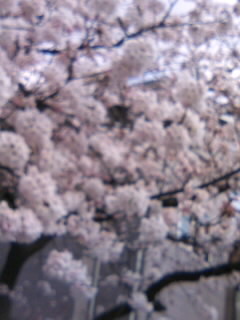 桜２