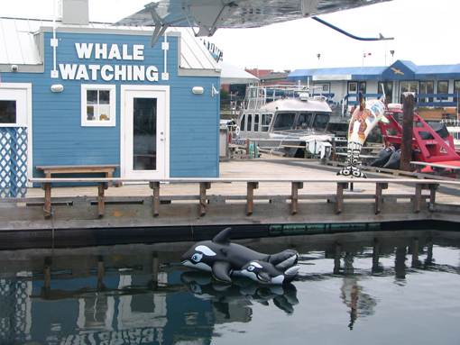 whale-watching.jpg
