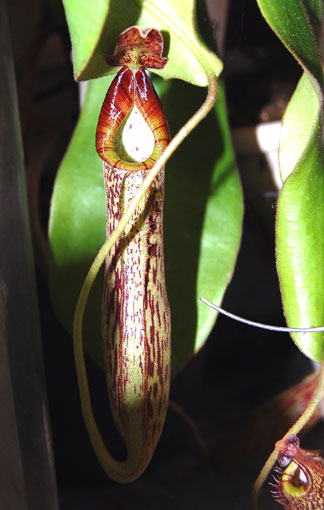 25ページ目の記事一覧 食虫植物 楽天ブログ