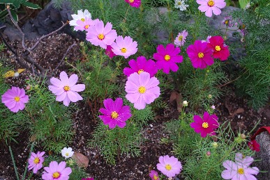コスモス
