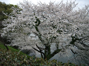 内堀の桜