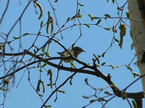 ウグイス花粉は大丈夫？.JPG