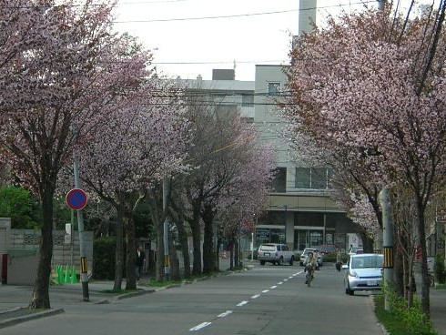 桜並木の円山住宅街