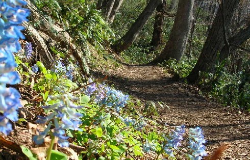 お花の登山道