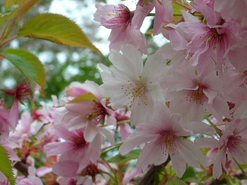 有珠善光寺の桜