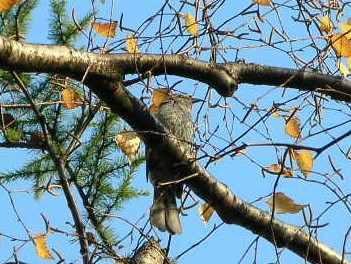 野鳥も見やすくなりました