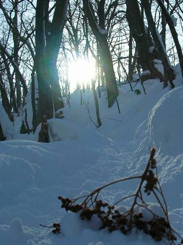 雪にツルアジサイ