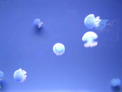 jellyfish