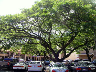 manoa