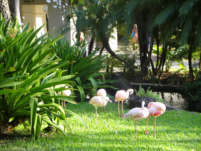 flamingo