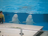 のりのり白イルカ