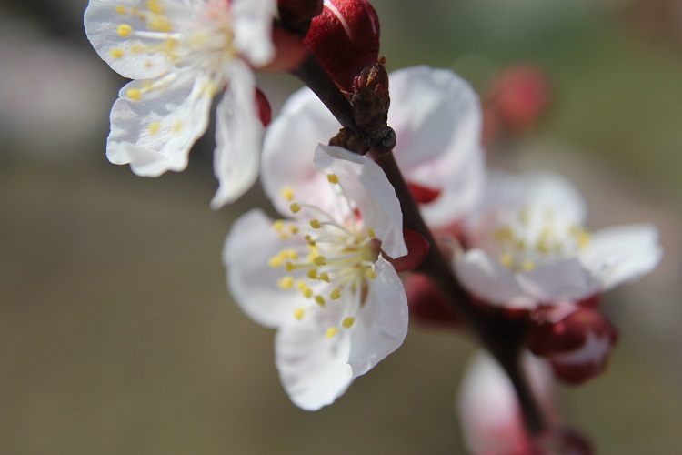 梅の花１