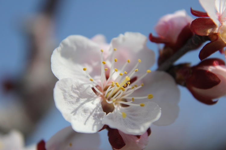 梅の花２