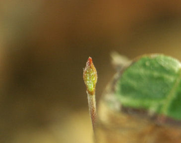 Trachelospermum asiaticumHatuyukikazura01