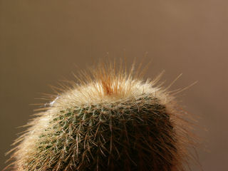 Eriocactus leninghausii 01