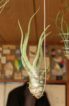 Tillandsia cupt-medusae 01
