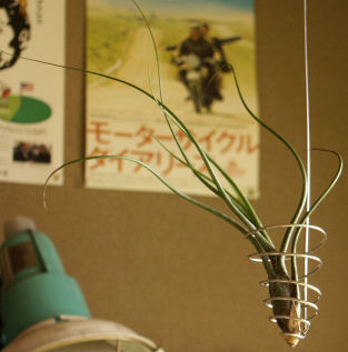 Tillandsia butzii 01