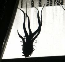 Tillandsia cupt-medusae 02