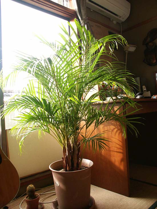 Chrysalidocarpus lutescens01