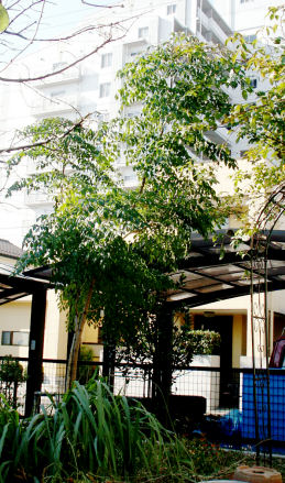 Radermachera sinica01