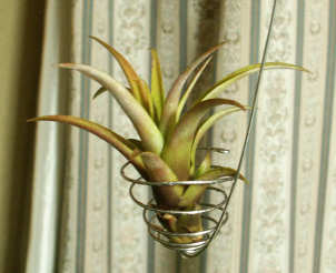 T_capitata