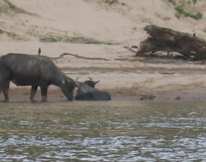 waterBuffalo-TamanNegara-Malaysia.jpg