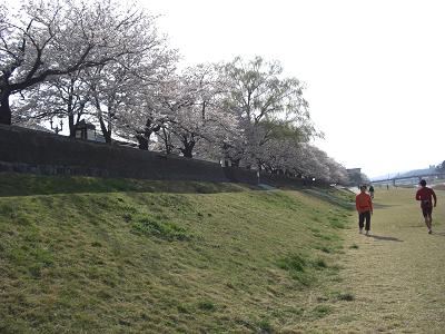 さくら道