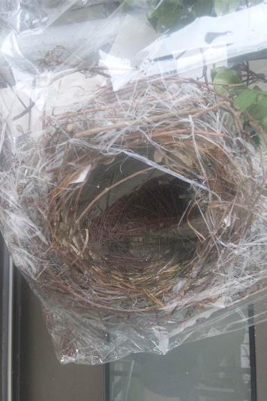 230705ひよどりの巣.JPG