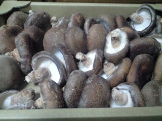 221229しいたけ.JPG