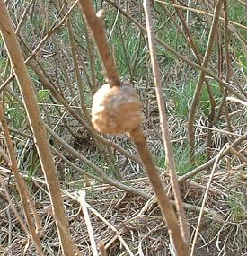 カマキリの卵.JPG