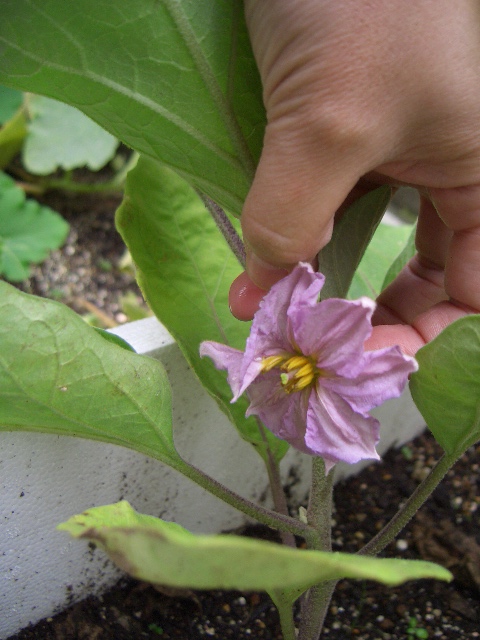 米ナスの花.jpg