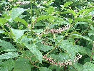 ヨウシュヤマゴボウ