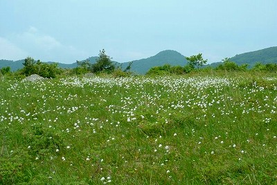 名残が原　わたすげ