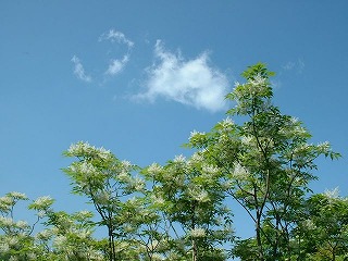 コバノトネリコ２