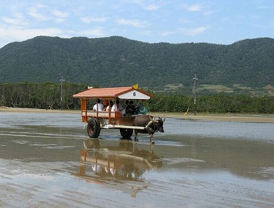 s-s-由布島へ渡る牛車.jpg