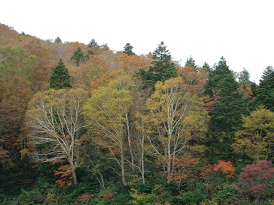 s-ブナとだけカンバの紅葉.jpg