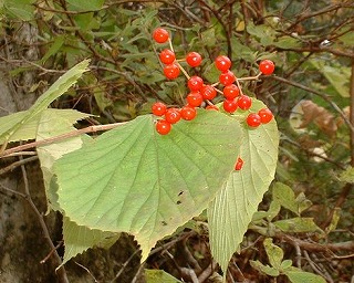 ミヤマガマズミの実 s.jpg