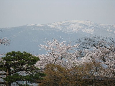 s-あやめ公園の桜３.jpg